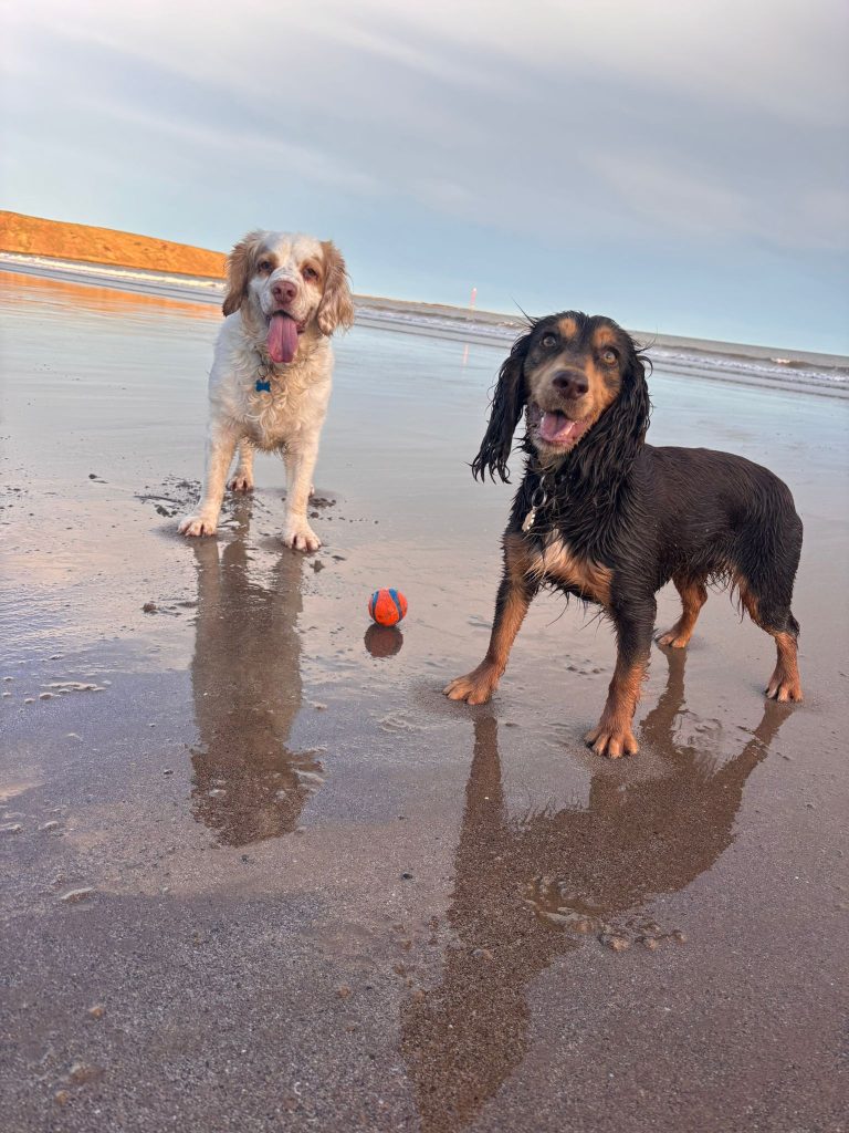 Angram Pet Services providing home-based pet care in Angram