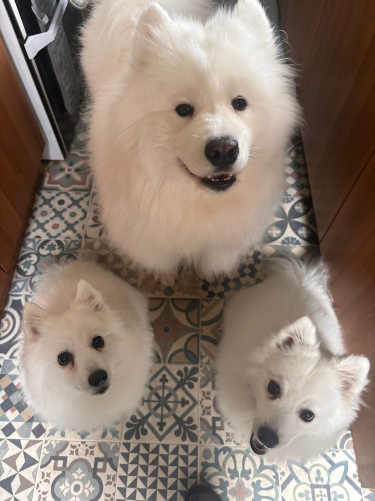 Relaxed dog resting during daytime dog care in Angram, North Yorkshire