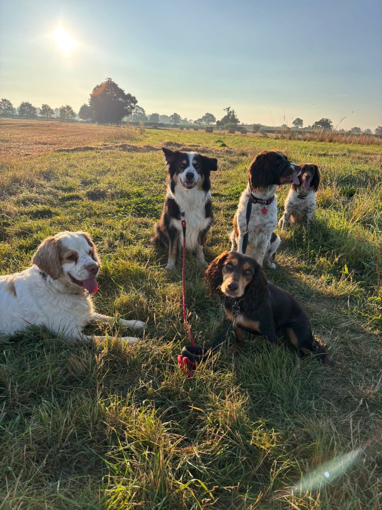 A Calm, Comfortable Daytime Dog Care Environment in Angram