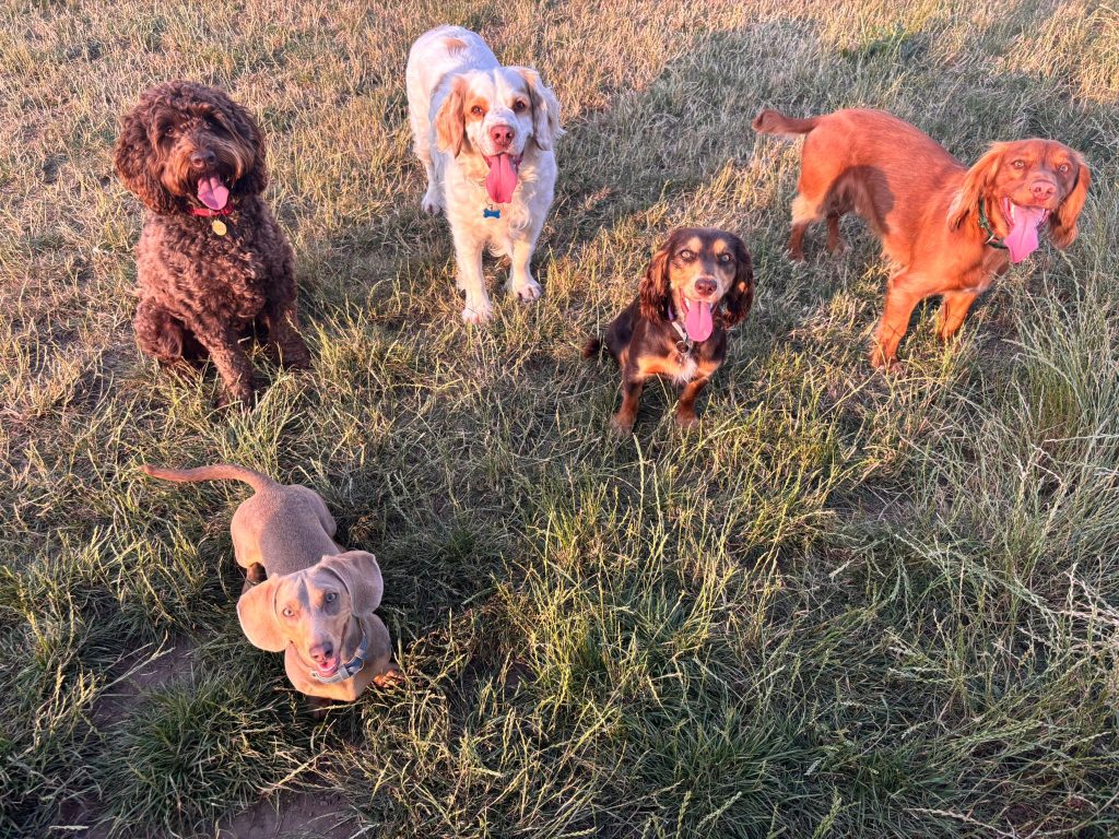 Dogs enjoying home-from-home pet care at Angram Pet Services in Angram, North Yorkshire