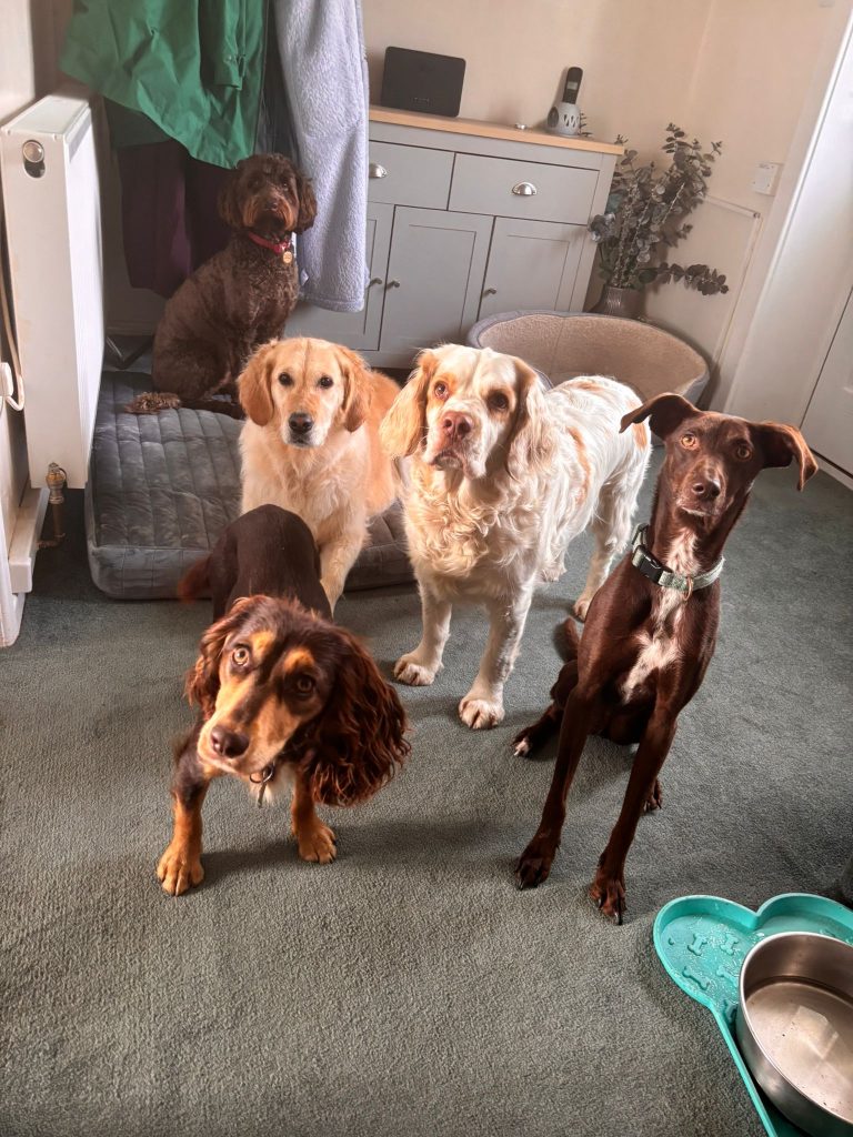 Dogs enjoying home-from-home pet care at Angram Pet Services in Angram