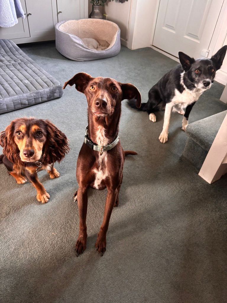 Relaxed dog during home boarding in Angram, North Yorkshire