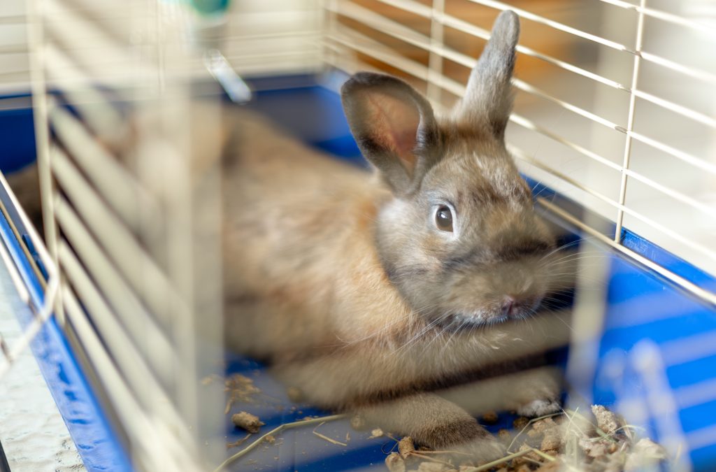 Small pet visit in Angram with rabbit in home environment