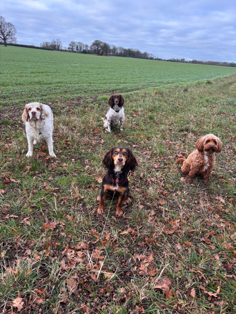 Group dog walk in Angram and surrounding villages