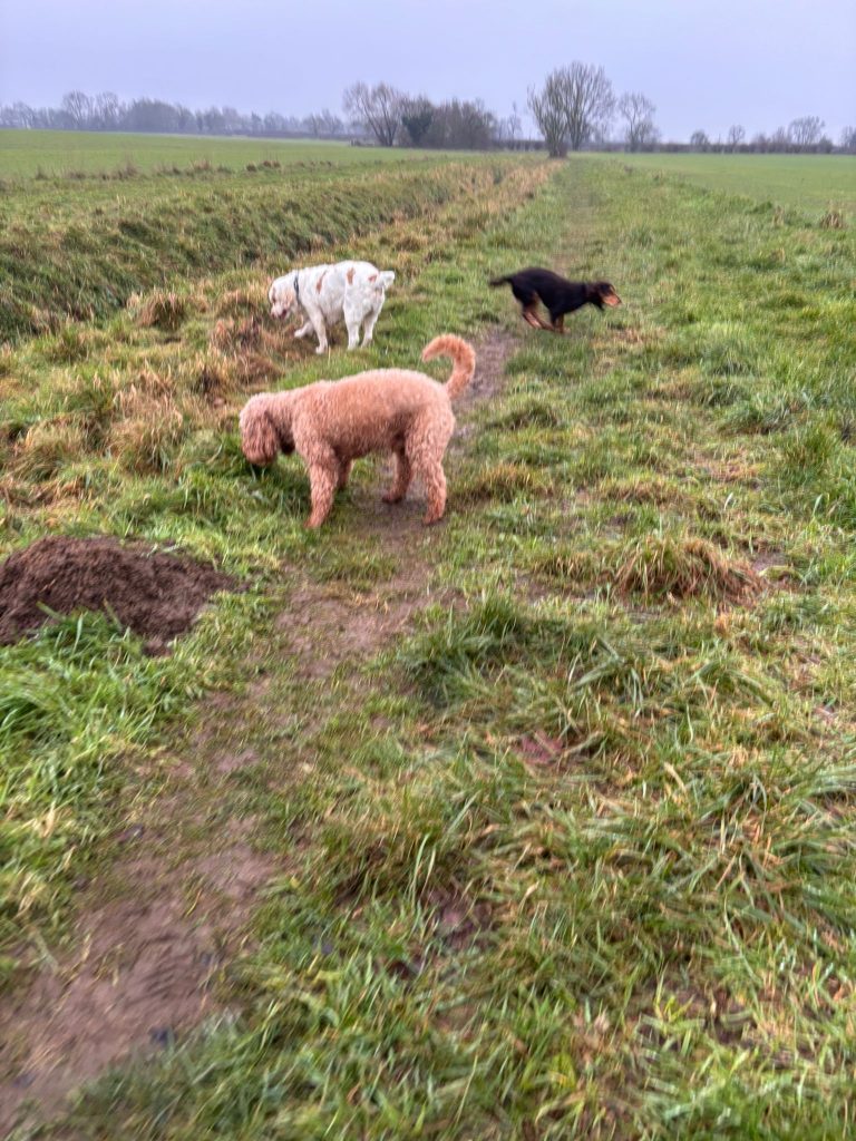 Dog enjoying a calm group walk with Angram Pet Services